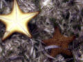 Star fish, Orient bay.