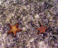 Star fish, Orient Bay