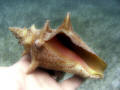 Conch shell, Orient Beach