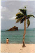 Antigua_Hawksbill.jpg (13396 bytes)