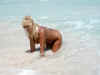 March_2002_laplaya_purple_monokini3.JPG (8777 bytes)